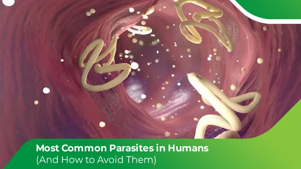 Intestinal parasites inside the human digestive tract