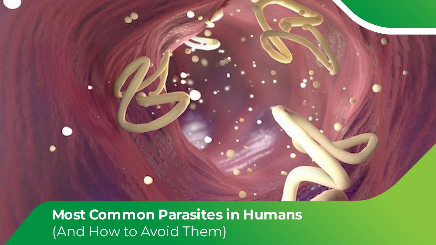 Intestinal parasites inside the human digestive tract